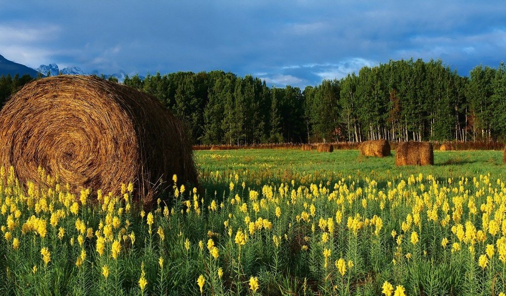 Обои цветы, горы, поле, сено, тюки, рулоны, flowers, mountains, field, hay, bales, rolls разрешение 2560x1024 Загрузить