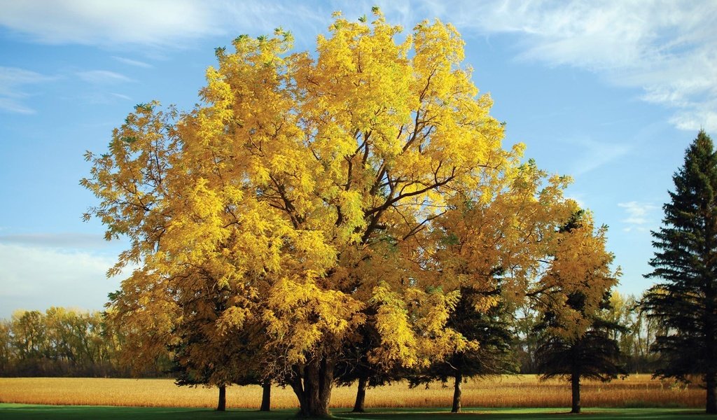 Обои природа, дерево, обои, осень, nature, tree, wallpaper, autumn разрешение 2100x1406 Загрузить