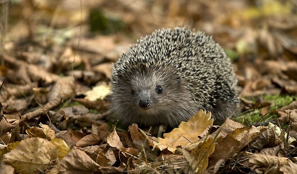 Обои морда, листья, листва, ежик, иголки, носик, face, leaves, foliage, hedgehog, needles, spout разрешение 1920x1200 Загрузить