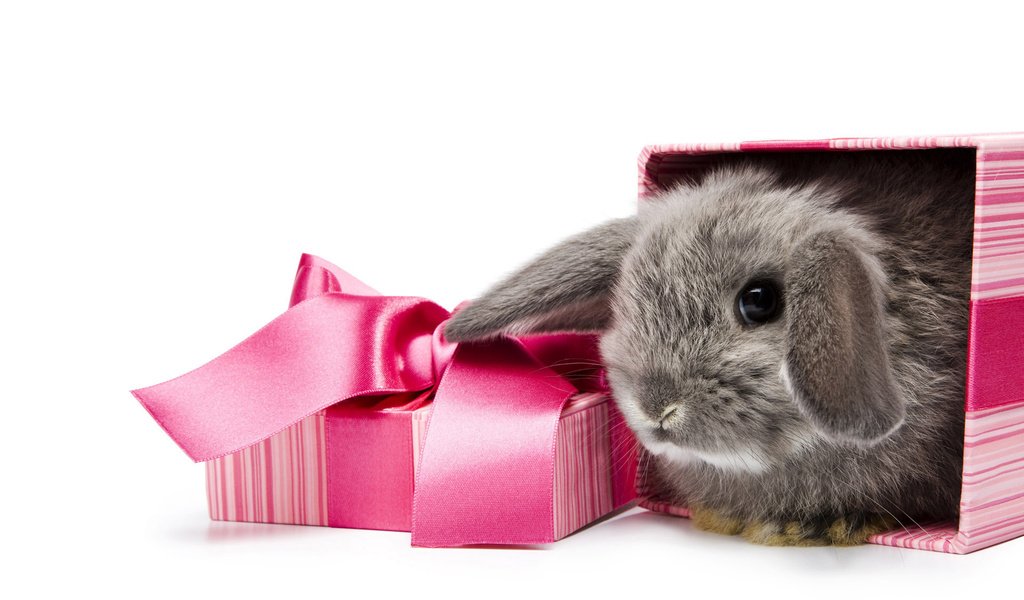 Обои фон, белый, кролик, подарок, коробка, background, white, rabbit, gift, box разрешение 1920x1200 Загрузить