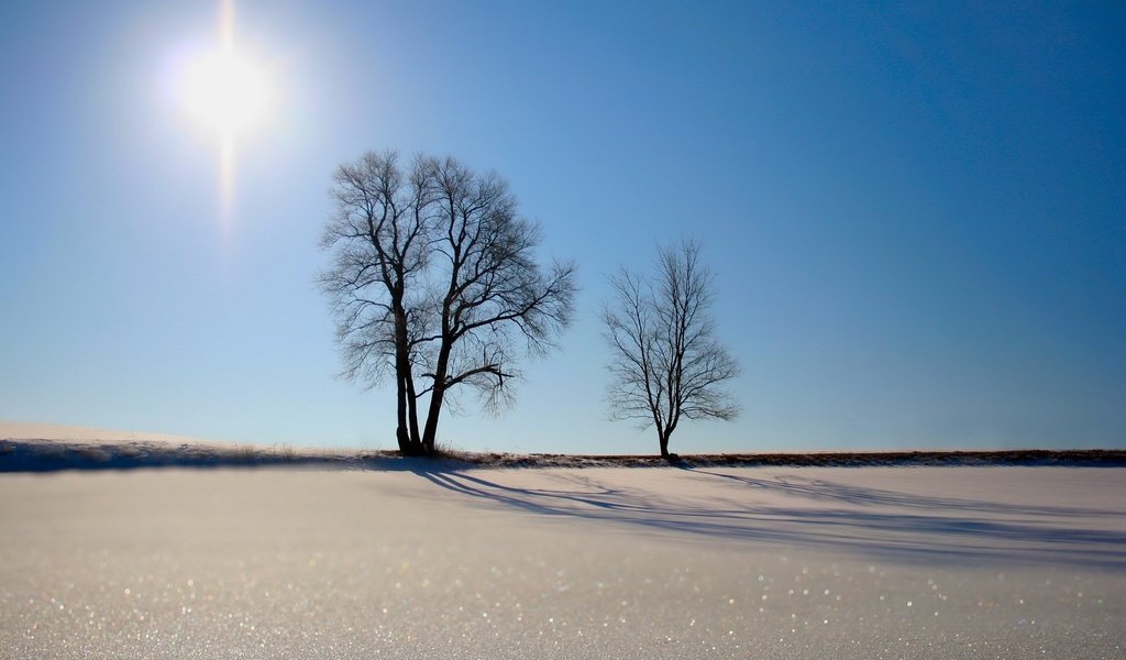 Обои деревья, солнце, песок, trees, the sun, sand разрешение 1920x1440 Загрузить