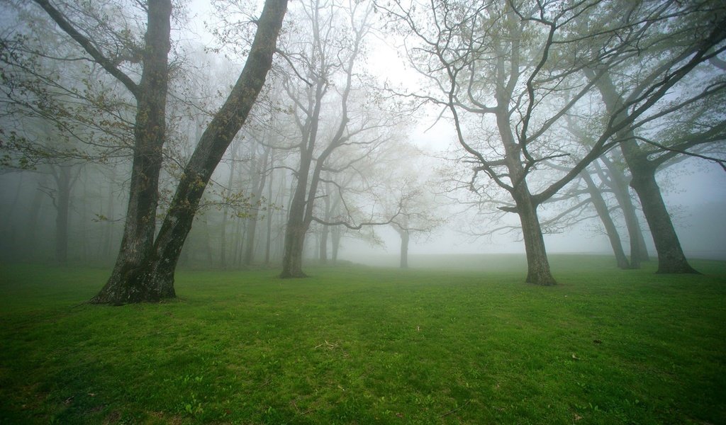 Обои трава, деревья, природа, лес, пейзаж, утро, туман, grass, trees, nature, forest, landscape, morning, fog разрешение 1920x1200 Загрузить