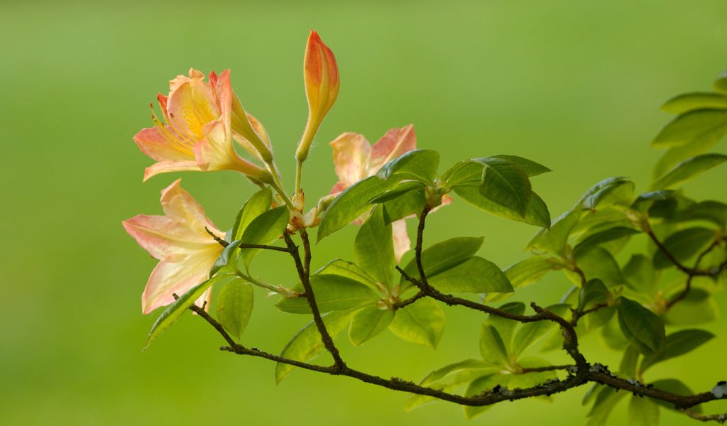 Обои ветка, листья, зелёный, цветок, ветки, размытость, branch, leaves, green, flower, branches, blur разрешение 1920x1200 Загрузить