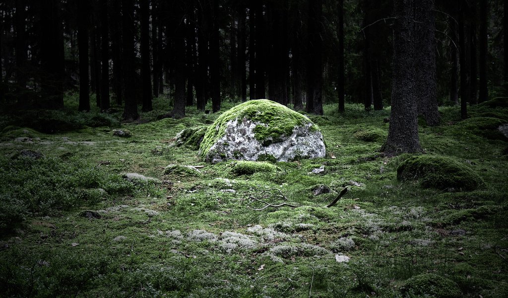 Обои природа, лес, пейзаж, камень, мох, валун, magicstone, nature, forest, landscape, stone, moss, boulder разрешение 1920x1200 Загрузить