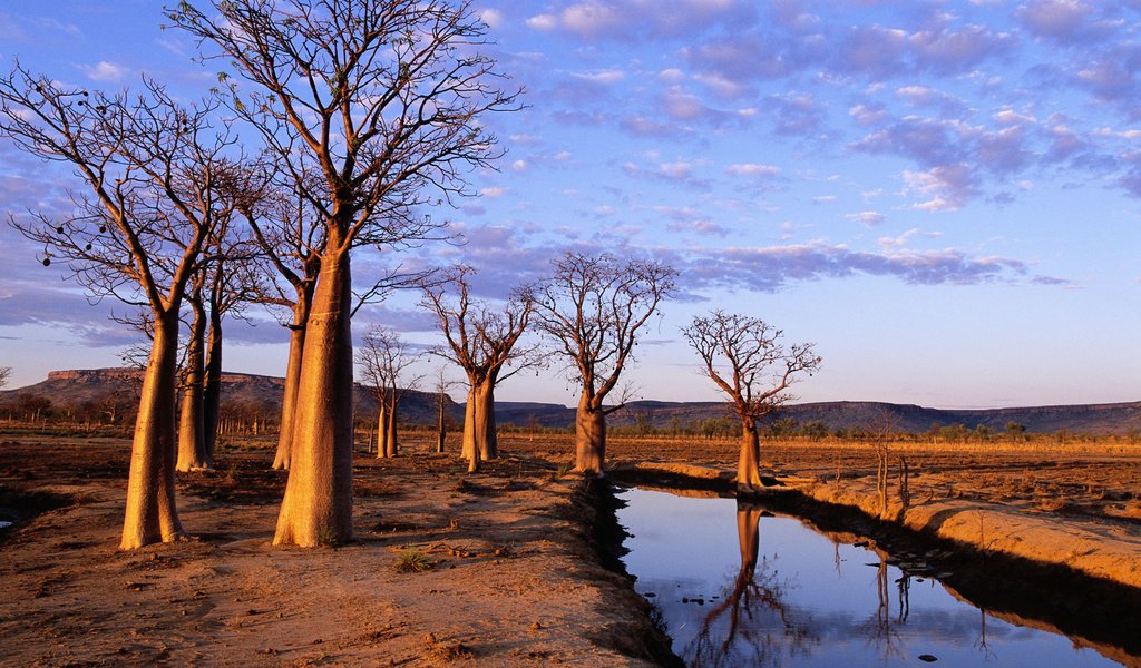 Обои деревья, канал, засуха, trees, channel, drought разрешение 1920x1200 Загрузить