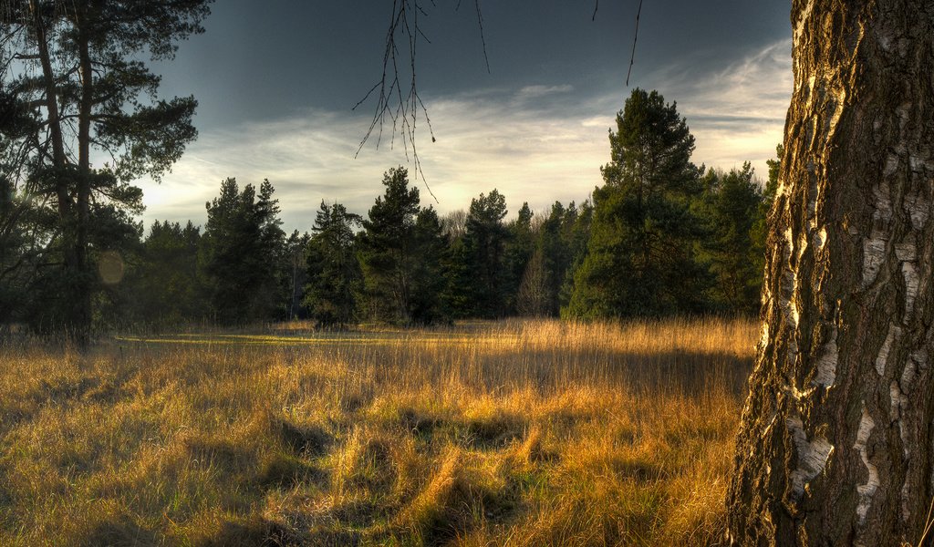 Обои небо, трава, деревья, лес, ели, береза, сухая, the sky, grass, trees, forest, ate, birch, dry разрешение 1920x1200 Загрузить