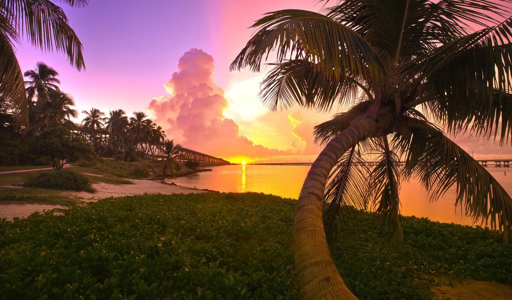 Обои закат, пальма, флорида, sunset, palma, fl разрешение 1920x1080 Загрузить