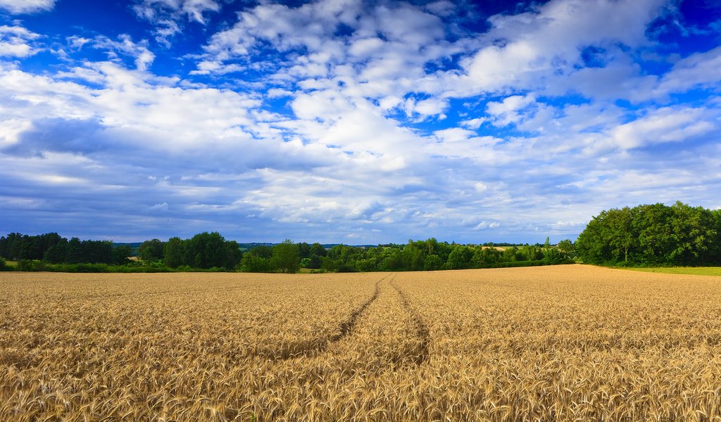 Обои деревья, обои, пейзаж, поле, пшеница, следы, trees, wallpaper, landscape, field, wheat, traces разрешение 2500x1667 Загрузить