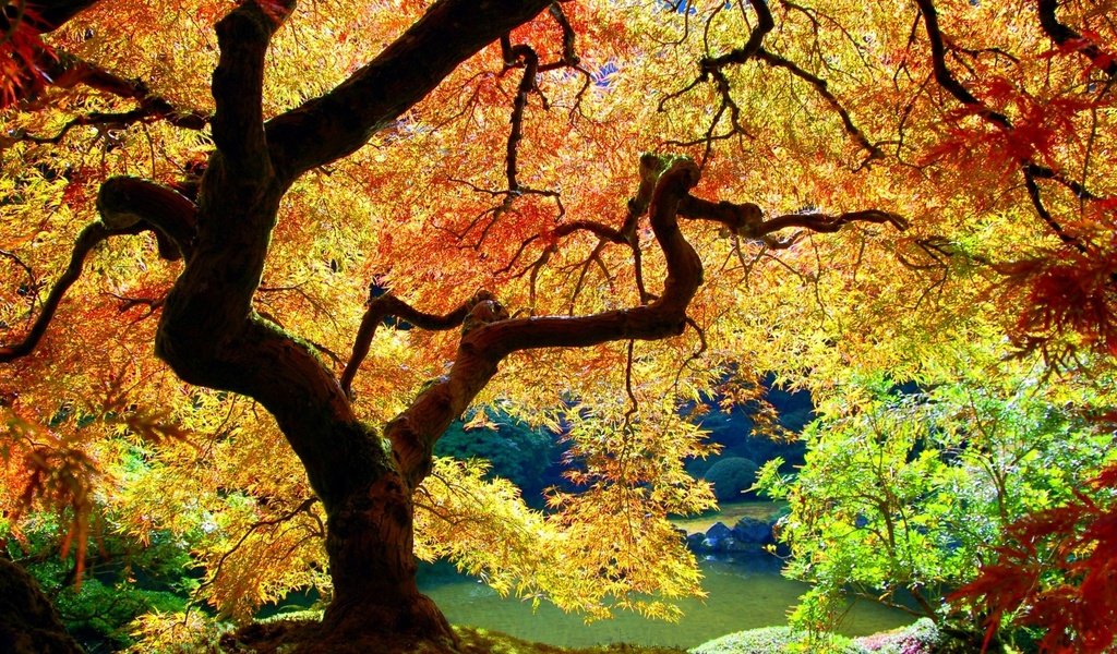 Обои дерево, листья, осень, tree, leaves, autumn разрешение 1920x1200 Загрузить