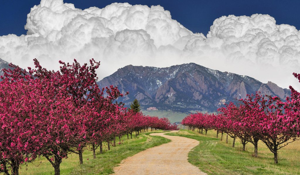 Обои небо, дорога, облака, деревья, горы, цветущее, the sky, road, clouds, trees, mountains, flowering разрешение 1920x1200 Загрузить