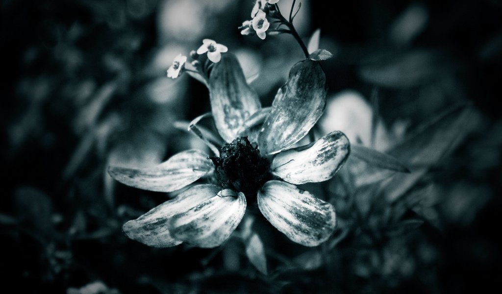 Обои макро, цветок, лепестки, чёрно-белое, macro, flower, petals, black and white разрешение 1920x1200 Загрузить