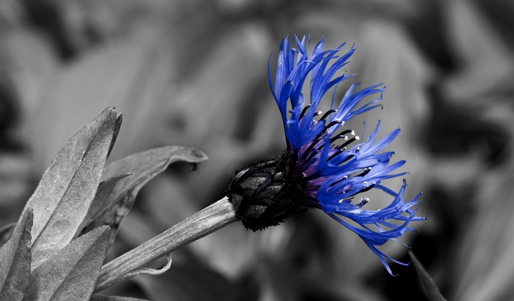 Обои синий, черно-белая, контраст, василек, blue, black and white, contrast, cornflower разрешение 2560x1600 Загрузить