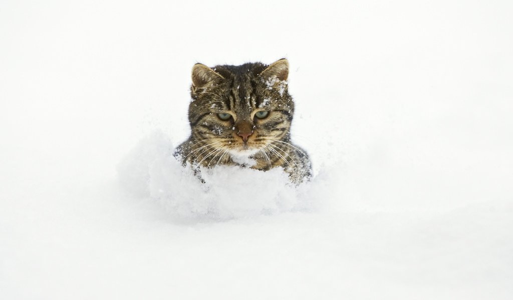 Обои снег, кот, сугробы, snow, cat, the snow разрешение 5100x3400 Загрузить