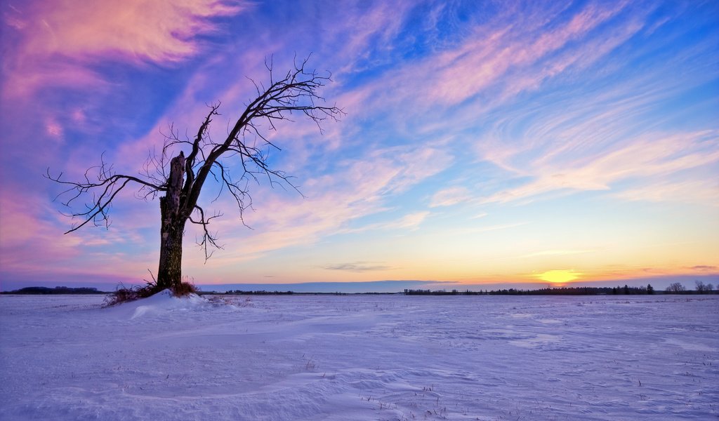 Обои небо, облака, солнце, снег, дерево, закат, зима, the sky, clouds, the sun, snow, tree, sunset, winter разрешение 2560x1600 Загрузить