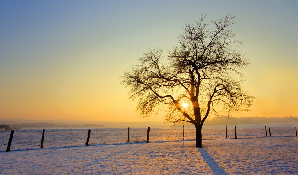 Обои солнце, снег, дерево, обои, зима, фото, the sun, snow, tree, wallpaper, winter, photo разрешение 2560x1600 Загрузить