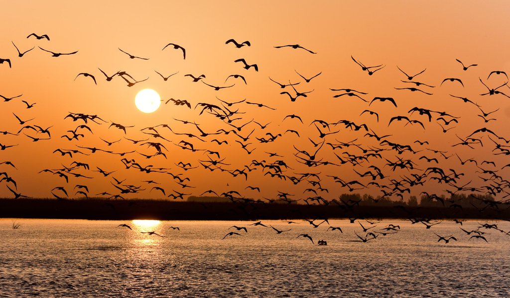 Обои закат, чайки, волга, sunset, seagulls, volga разрешение 1918x1080 Загрузить