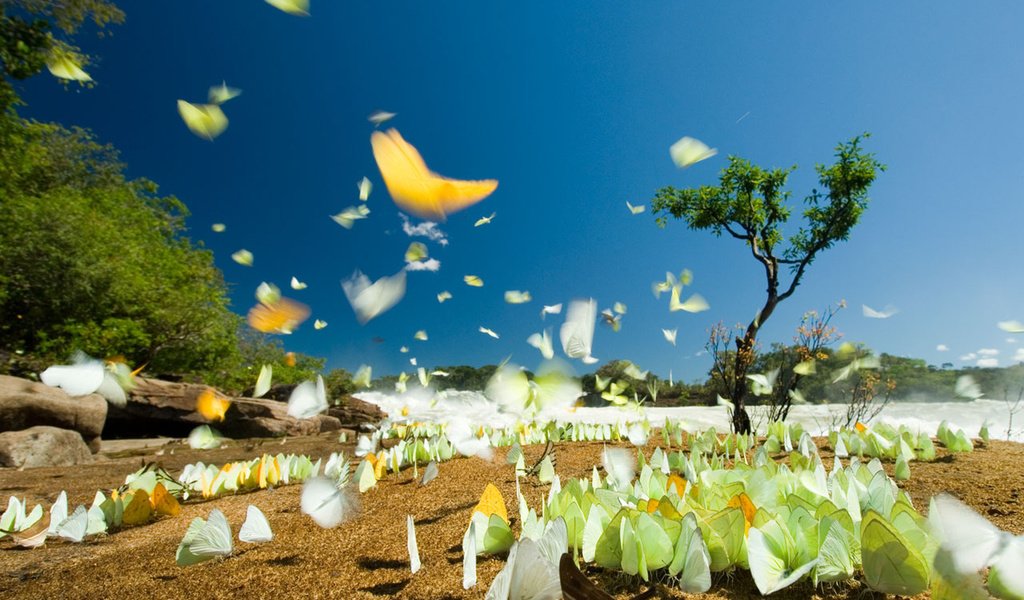 Обои бабочки, бразилия, национальный парк джуруена, butterfly, brazil, national park juruena разрешение 1920x1200 Загрузить