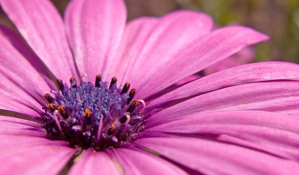 Обои фиолетовый, растение, пыльца, purple, plant, pollen разрешение 1920x1200 Загрузить