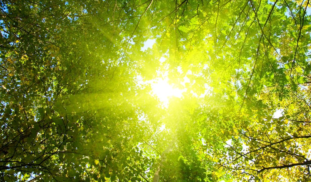 Обои свет, деревья, солнце, природа, лес, лучи, парк, утро, light, trees, the sun, nature, forest, rays, park, morning разрешение 3000x2008 Загрузить