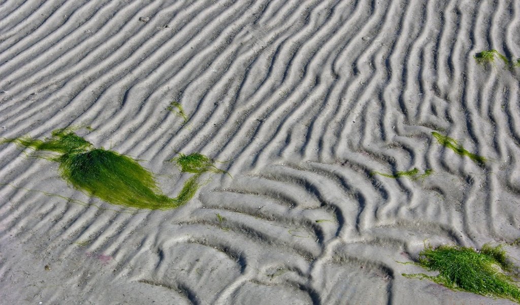 Обои линии, песок, водоросли, line, sand, algae разрешение 1920x1440 Загрузить