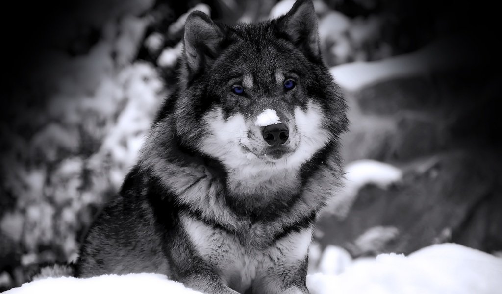 Обои снег, зима, взгляд, хищник, чб, зверь, волк, snow, winter, look, predator, bw, beast, wolf разрешение 1920x1200 Загрузить