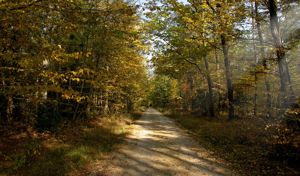 Обои дорога, солнце, лес, лучи, осень, грунтовая, road, the sun, forest, rays, autumn разрешение 1920x1200 Загрузить