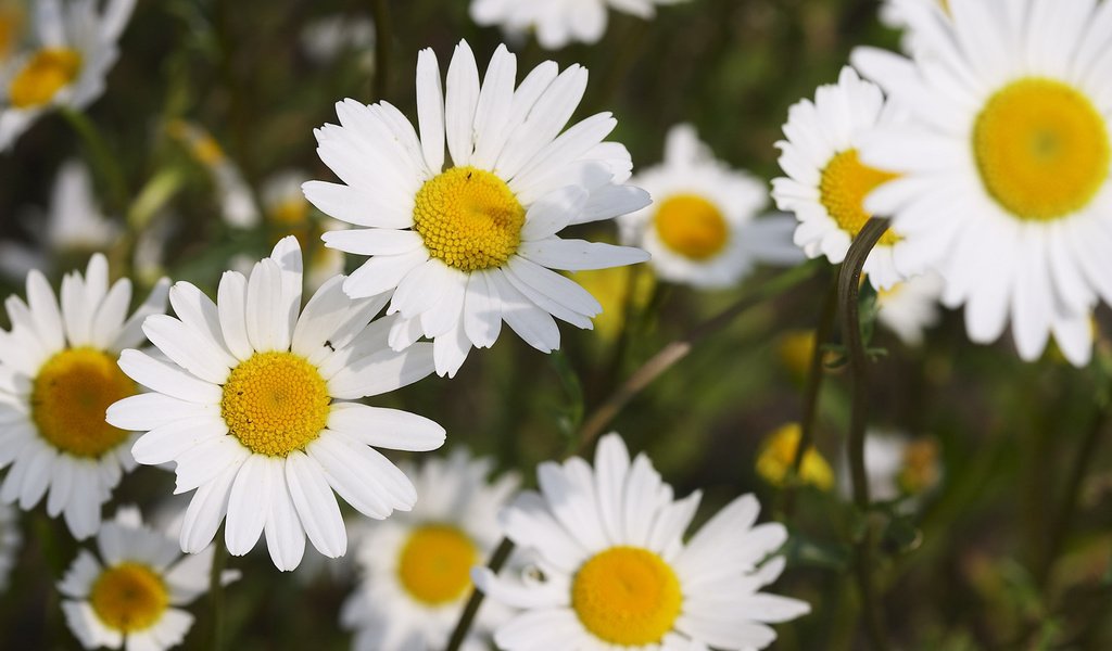 Обои цветы, лепестки, ромашки, много, белоснежные, flowers, petals, chamomile, a lot, white разрешение 2560x1600 Загрузить