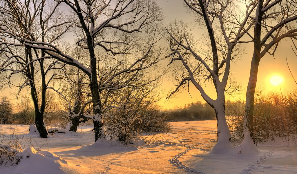 Обои деревья, солнце, снег, зима, trees, the sun, snow, winter разрешение 3327x2200 Загрузить