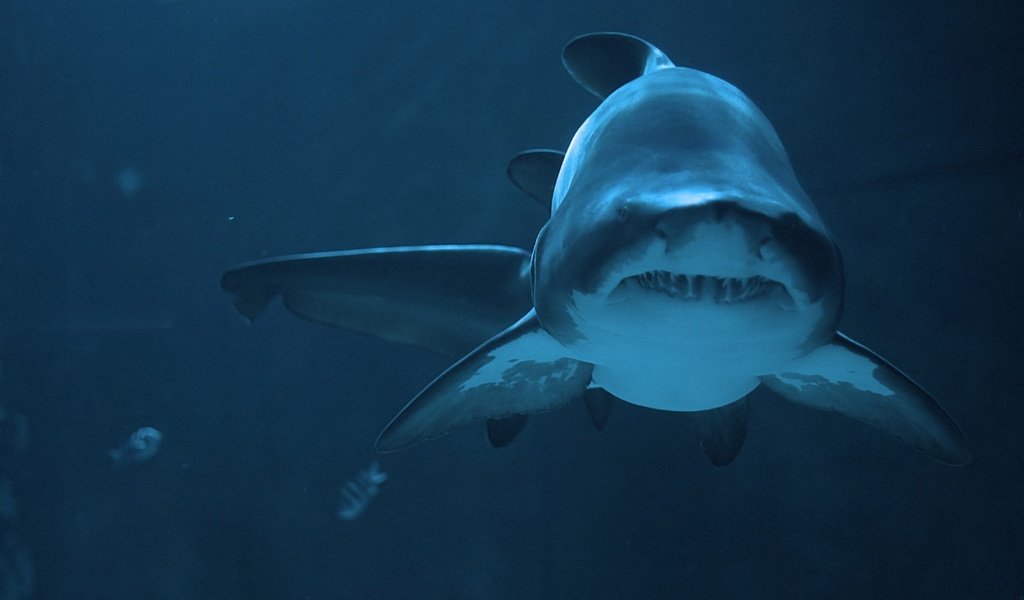 Обои хищник, глубина, акула, predator, depth, shark разрешение 1920x1200 Загрузить