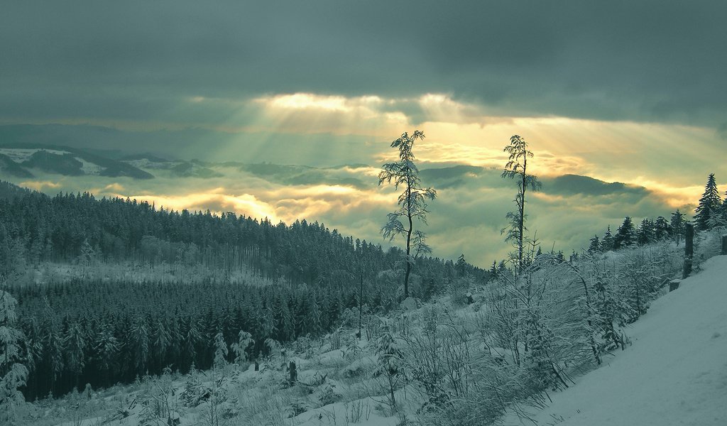 Обои снег, лес, лучи, snow, forest, rays разрешение 1920x1080 Загрузить