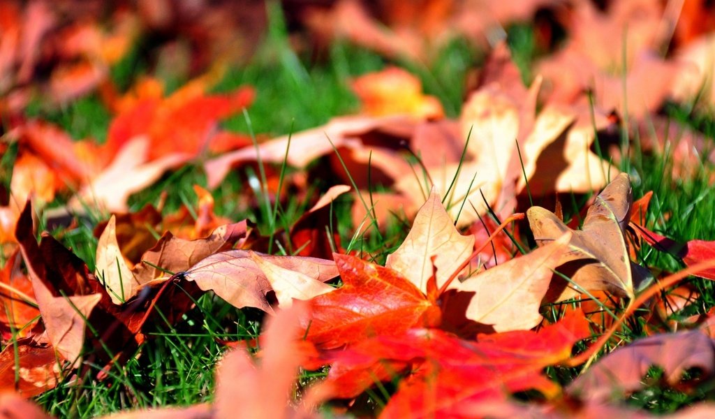 Обои трава, листья, осень, клен, grass, leaves, autumn, maple разрешение 2560x1600 Загрузить