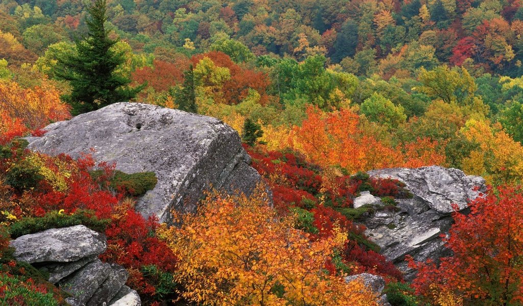 Обои небо, деревья, природа, осень, камень, the sky, trees, nature, autumn, stone разрешение 1999x1333 Загрузить