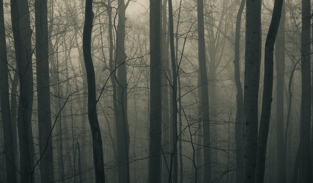 Обои деревья, природа, лес, пейзаж, туман, стволы, trees, nature, forest, landscape, fog, trunks разрешение 2560x1600 Загрузить