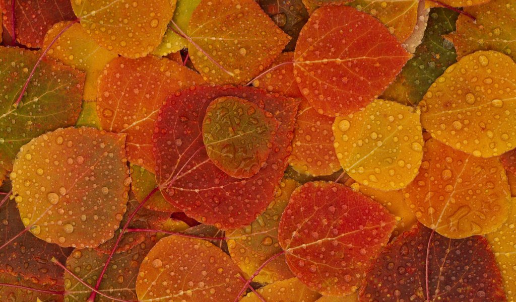 Обои листья, капли, осень, leaves, drops, autumn разрешение 2560x1600 Загрузить