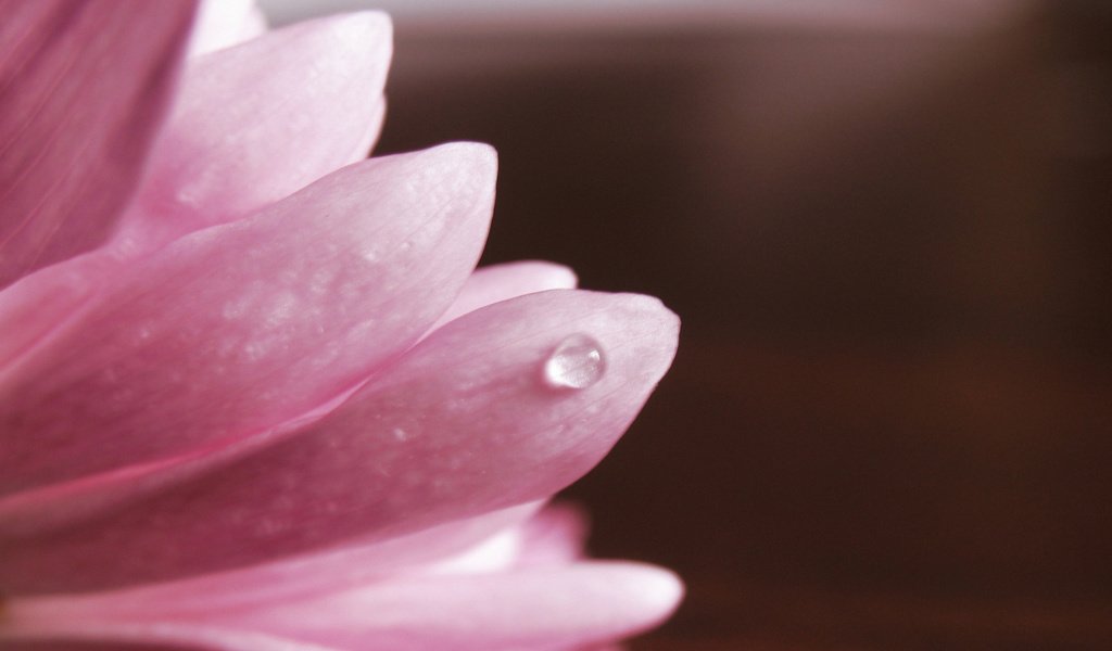 Обои макро, лепестки, розовый, хризантема, капля воды, macro, petals, pink, chrysanthemum, a drop of water разрешение 1920x1200 Загрузить