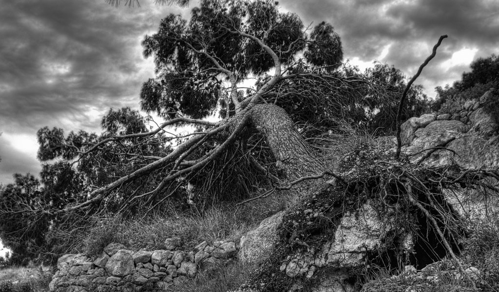 Обои дерево, чёрно-белое, корень, чернобелый, упавшее, кадр, tree, black and white, root, fallen, frame разрешение 2560x1600 Загрузить