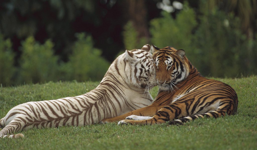 Обои тигр, хищник, любовь, пара, дикая кошка, tiger, predator, love, pair, wild cat разрешение 1920x1200 Загрузить