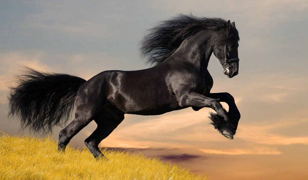Обои лошадь, черный, мустанг, фризский конь, фриз, фризская, horse, black, mustang, friesian horse, frieze, frisian разрешение 2560x1600 Загрузить
