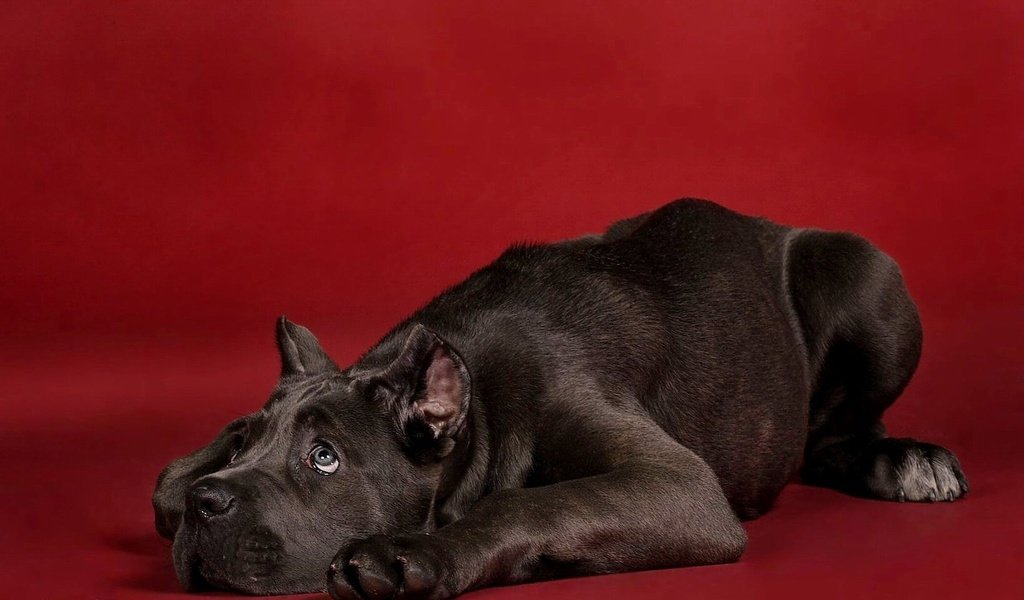 Обои собака, щенок, красный фон, кане-корсо, dog, puppy, red background, cane corso разрешение 1920x1113 Загрузить