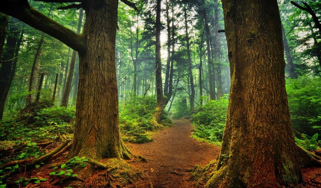 Обои деревья, природа, лес, пейзаж, туман, стволы, тропинка, trees, nature, forest, landscape, fog, trunks, path разрешение 1920x1200 Загрузить