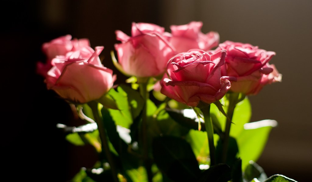 Обои бутоны, розы, роза, красива, роз, пинк, buds, roses, rose, beautiful, pink разрешение 1920x1200 Загрузить