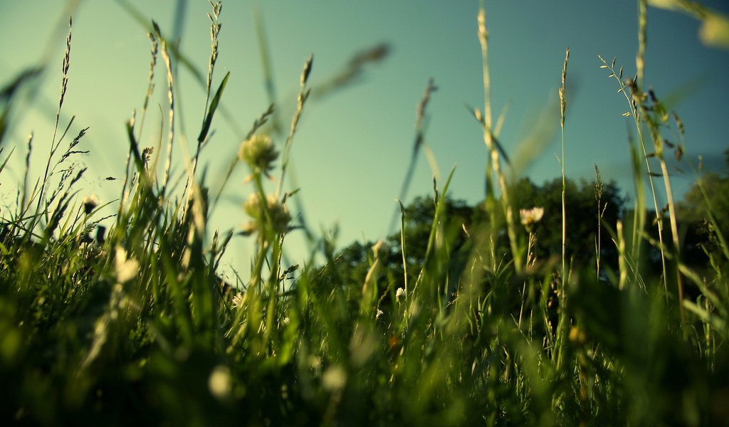 Обои трава, природа, зелень, макро, поле, лето, газон, grass, nature, greens, macro, field, summer, lawn разрешение 1920x1200 Загрузить