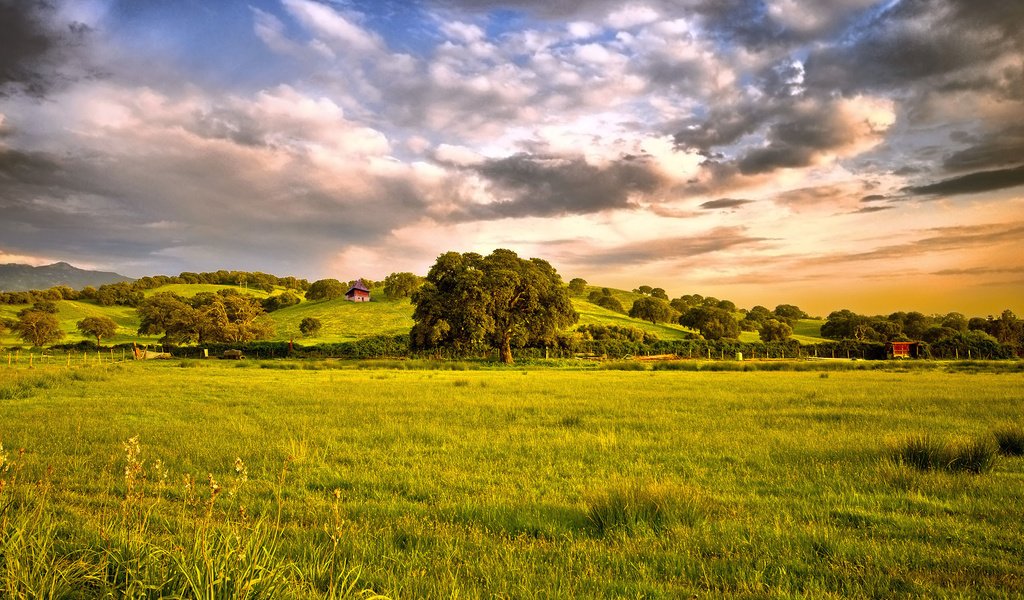 Обои небо, трава, дерево, тучи, поле, the sky, grass, tree, clouds, field разрешение 2560x1600 Загрузить