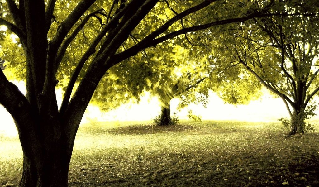 Обои деревья, солнце, лес, осень, trees, the sun, forest, autumn разрешение 1920x1200 Загрузить