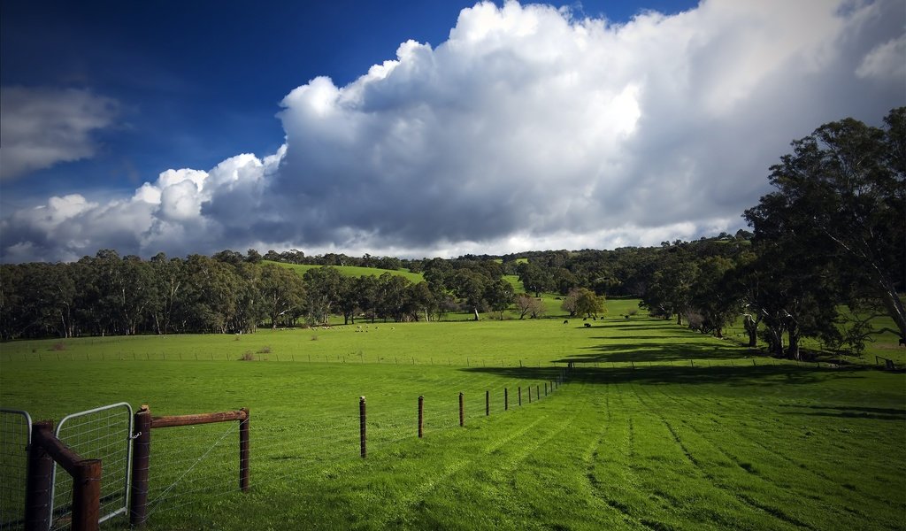 Обои трава, облака, деревья, зелень, поле, забор, следы, пастбище, grass, clouds, trees, greens, field, the fence, traces, pasture разрешение 2560x1600 Загрузить