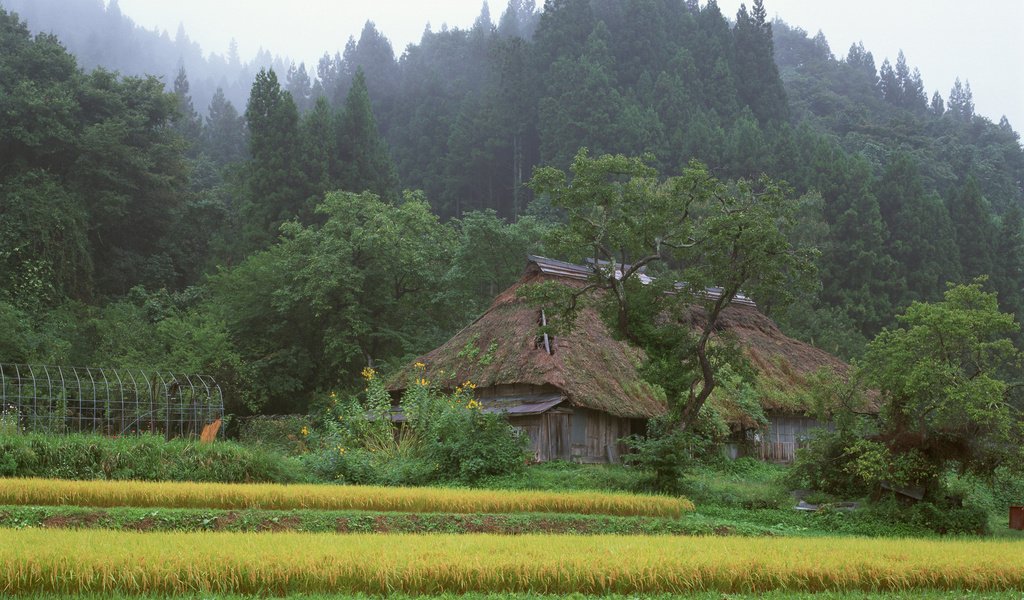 Обои лес, япония, дом, forest, japan, house разрешение 2560x1600 Загрузить