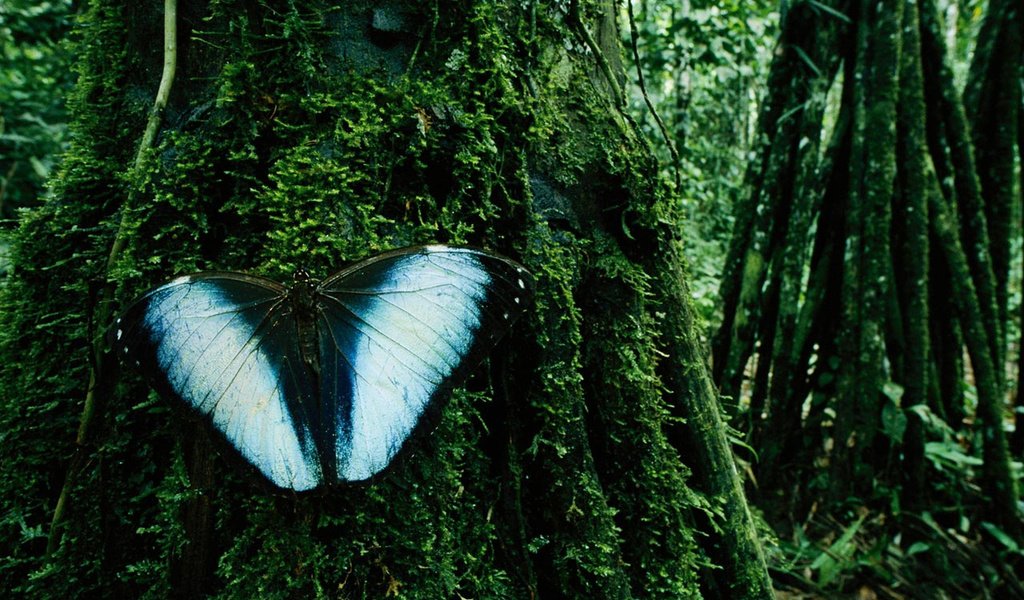 Обои дерево, бабочка, мох, madidi national park, боливия, tree, butterfly, moss, bolivia разрешение 1920x1200 Загрузить