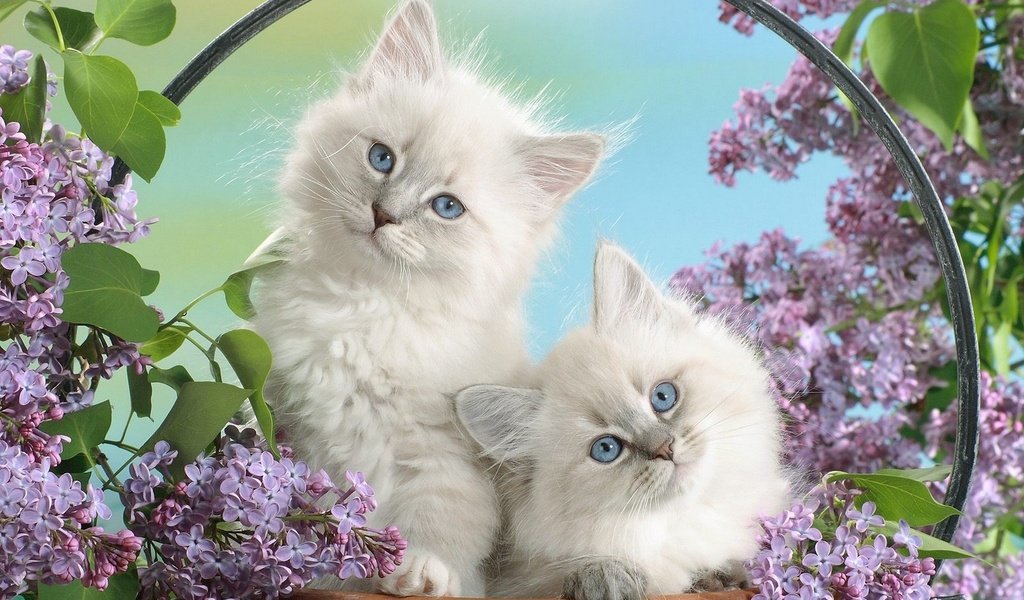 Обои цветы, пушистые, белые, котята, маленькие, flowers, fluffy, white, kittens, small разрешение 1920x1200 Загрузить