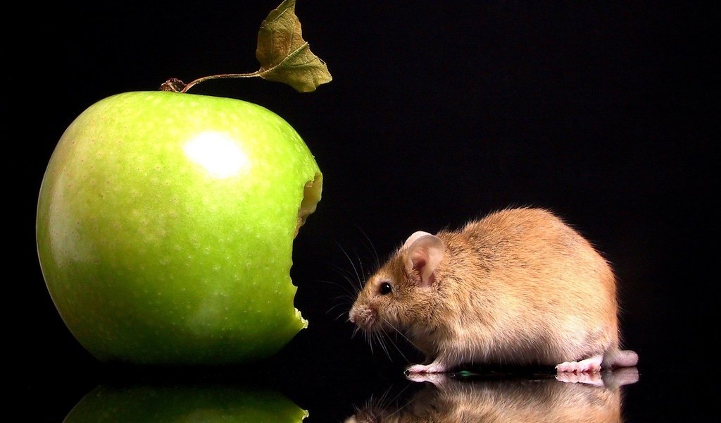 Обои отражение, черный фон, мышь, яблоко, укус, мышка, reflection, black background, mouse, apple, bite разрешение 1920x1200 Загрузить