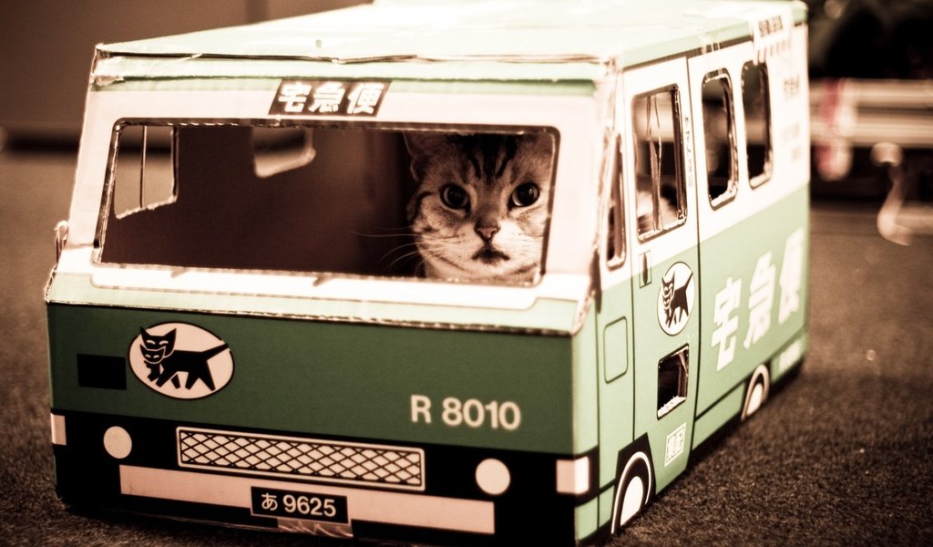 Обои nekobasu, кошачий автобус, котик, cat bus, cat разрешение 1920x1200 Загрузить